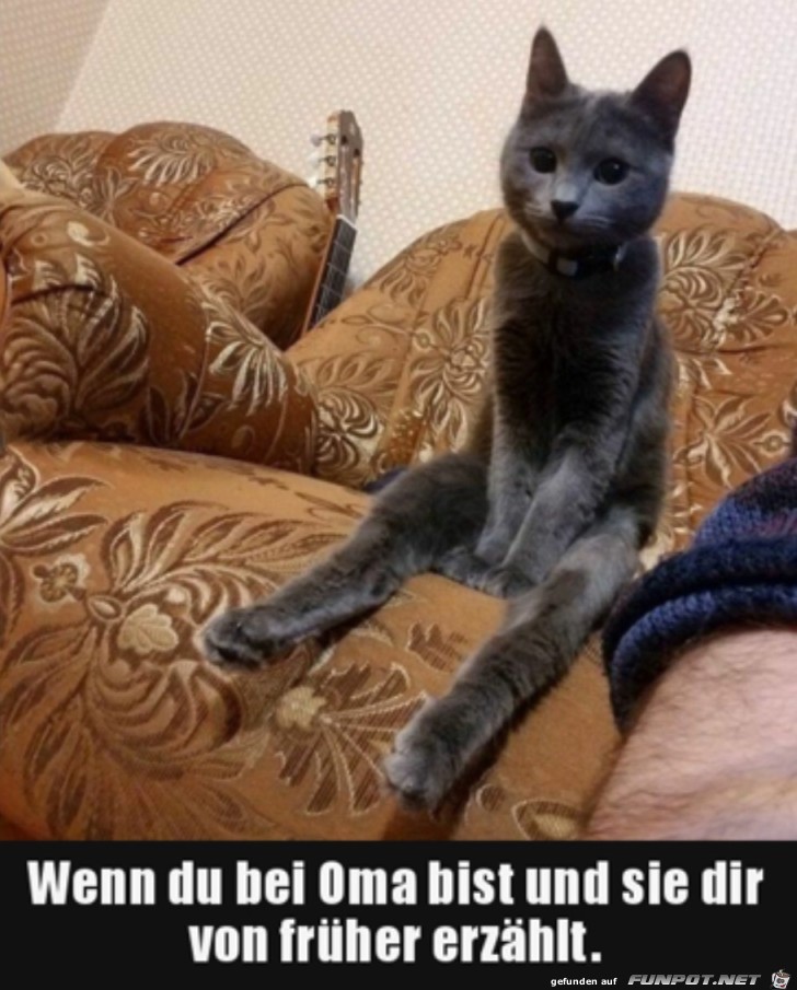 Katze sitzt brav da