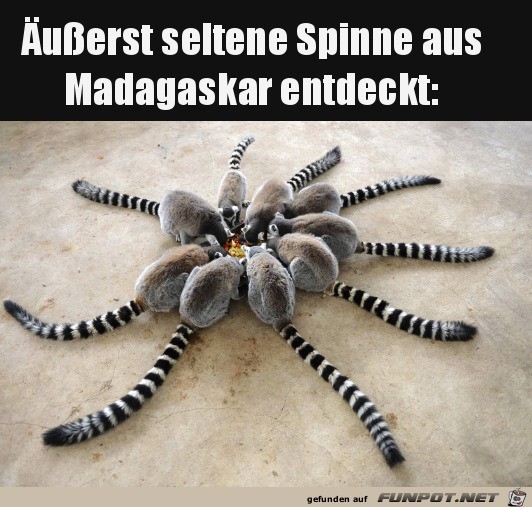 Komische Spinne