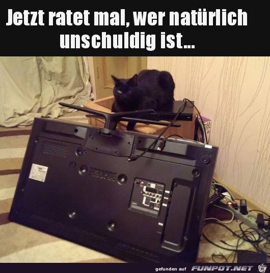 Katze ist nicht schuld