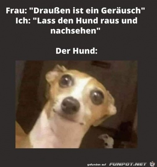 Der Hund ist nicht begeistert