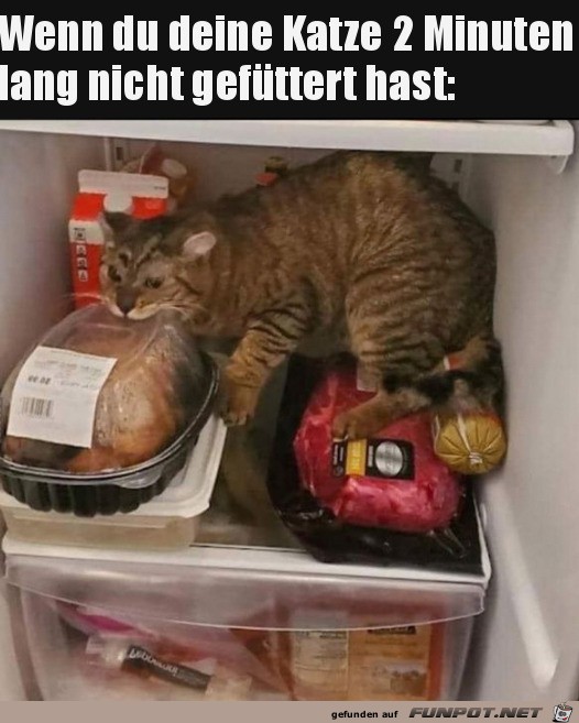 Katze hat Hunger