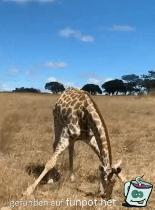 So lustig sieht eine Giraffe beim Fressen aus