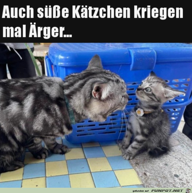 Katzen-Standpauke