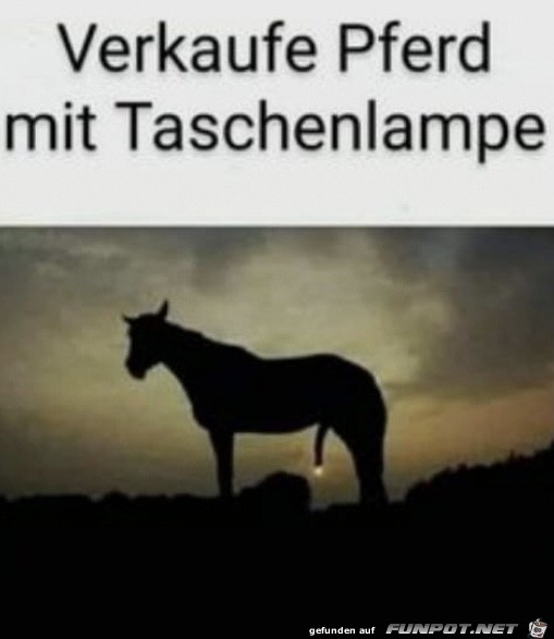 Lustiges Pferd