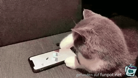 Katze am Handy