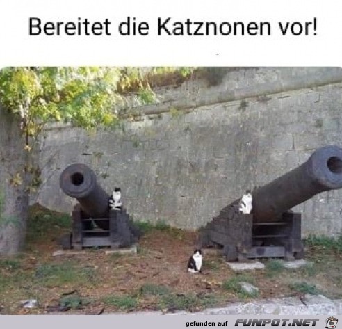 Die Katzen passen auf