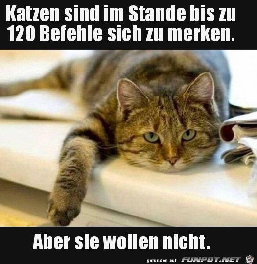 Katzen wollen einfach nicht