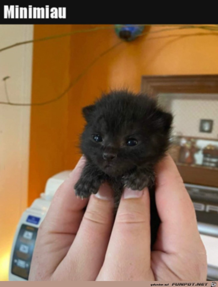 Mini-Katze