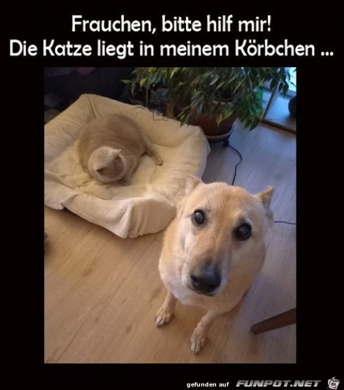 Hund braucht Hilfe