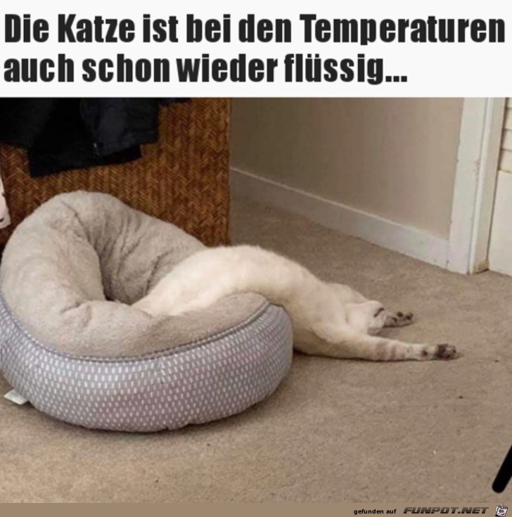 Flssige Katze