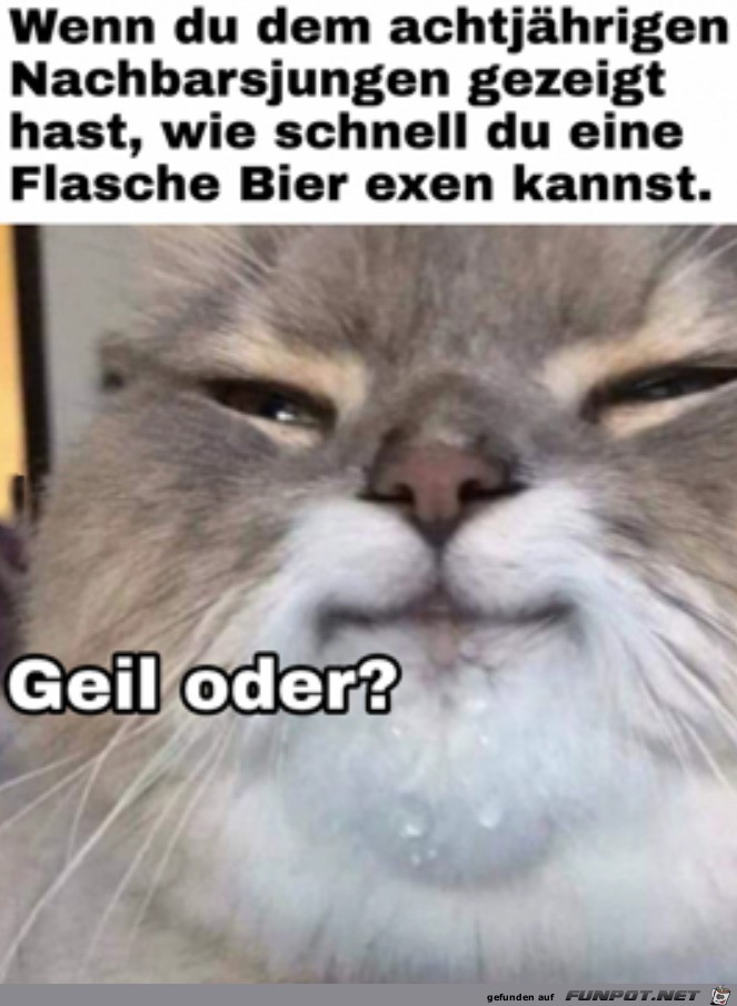 Stolzer Kater