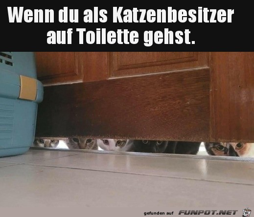 Katzen beobachten dich