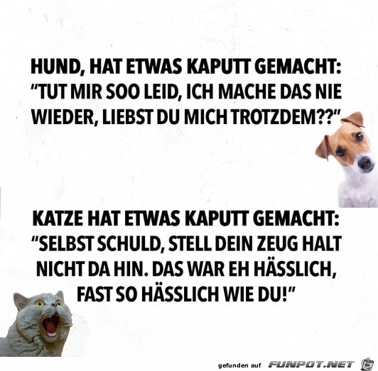 Hund und Katze