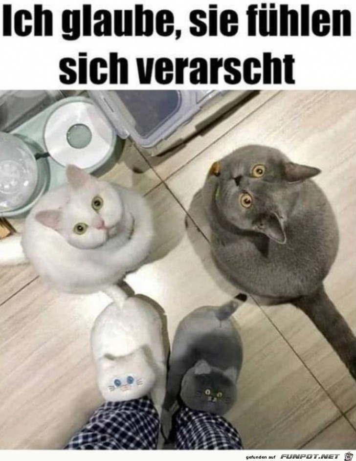 Katzen gucken komisch