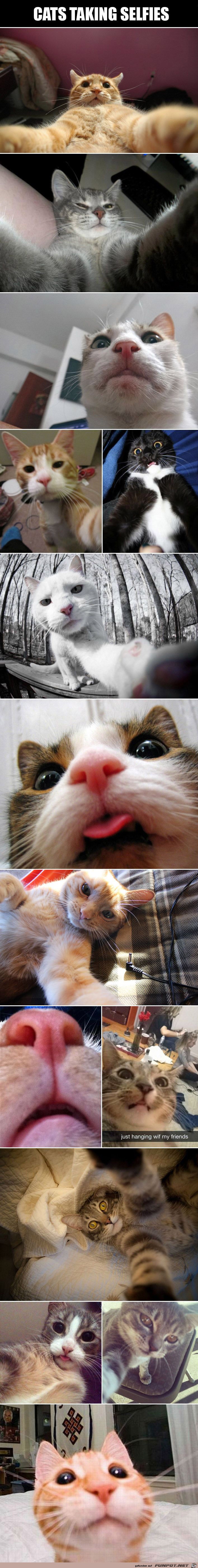 Katzen-Selfies