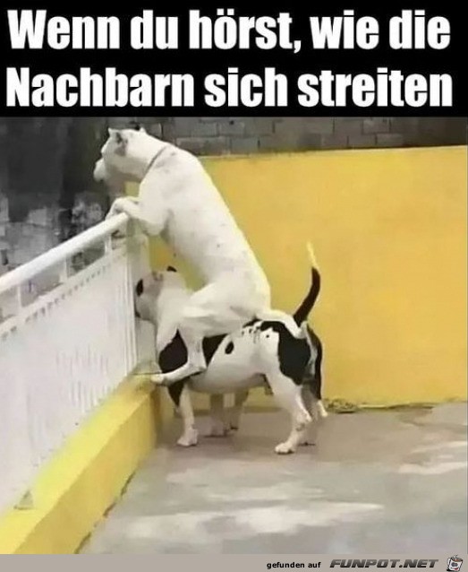 Neugierige Hunde