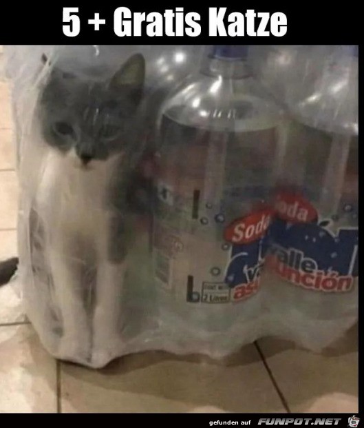 Katze gratis