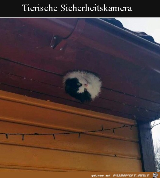 Tierische berwachungskamera