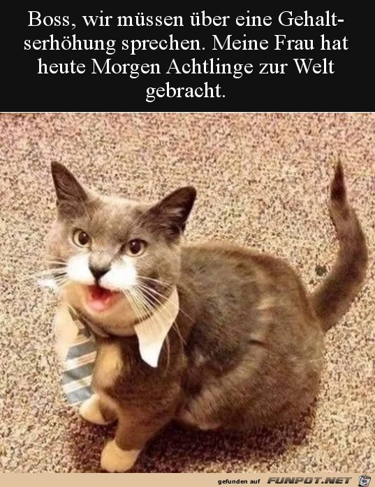 Kater braucht Gehaltserhhung