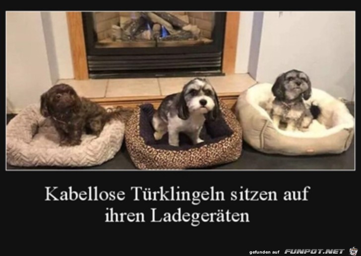 Tierische Trklingeln