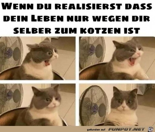 Lustige Katze