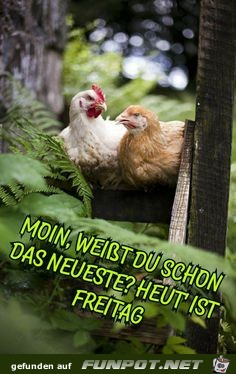 Moin weit du schon