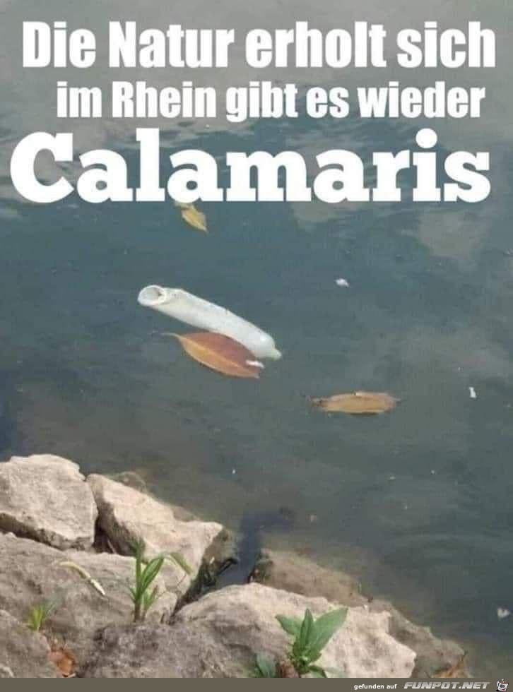 Calamaris