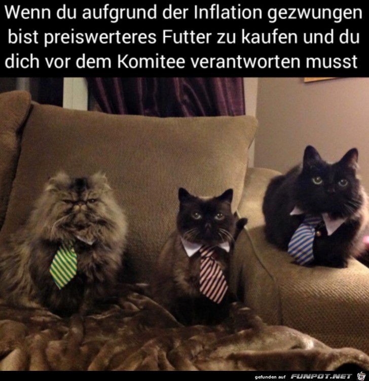 Das Katzen-Komitee
