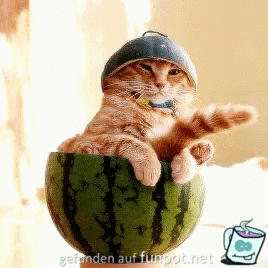 Melonen-Katze