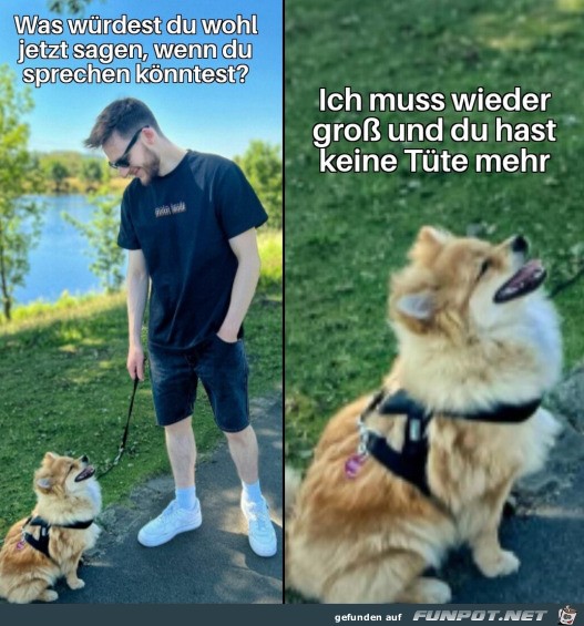 Was der Hund denkt