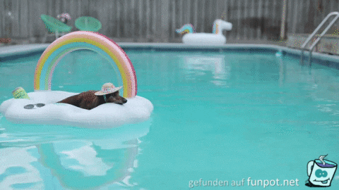Hund chillt im Pool