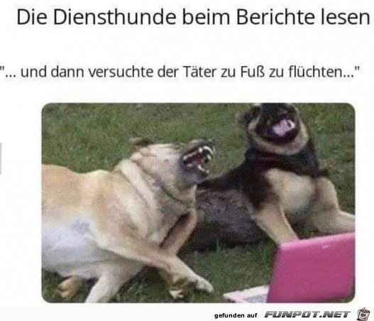 Hunde lachen sich tot