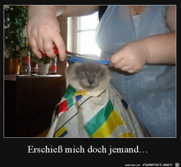 Katze ist genervt