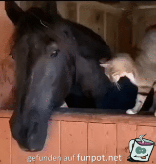 Katze liebt Pferd