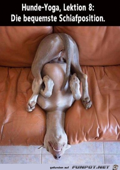 Hunde-Yoga