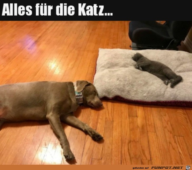 Typisch Katze