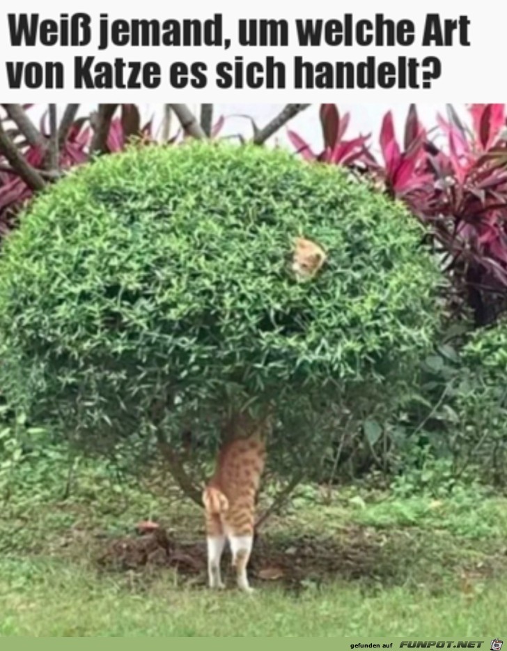 Lange Katze