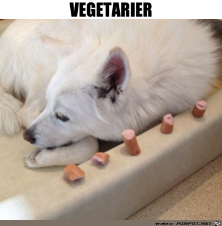 Hundevegetarier