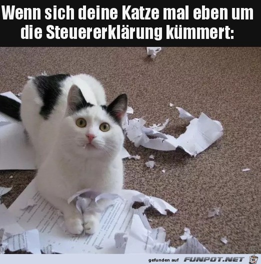 Katze hat die Sache erledigt