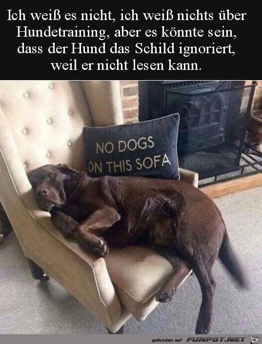 Hund kann nicht lesen