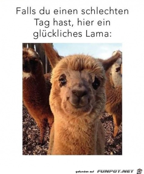 Glckliches Lama