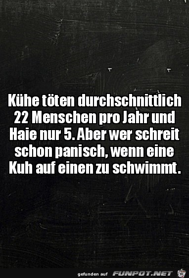Killerkuh Killerkuh