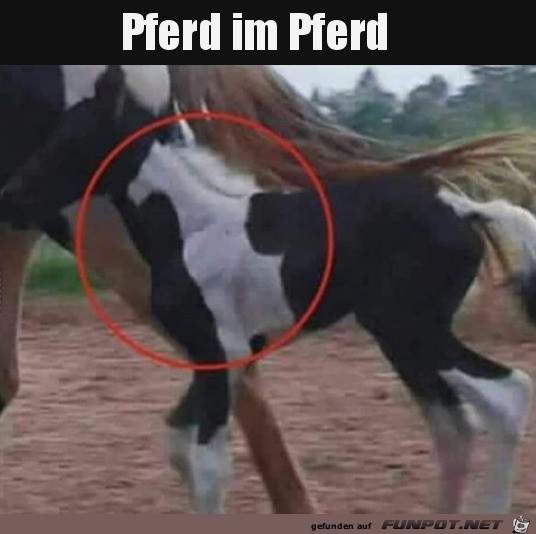 Pferd im Pferd