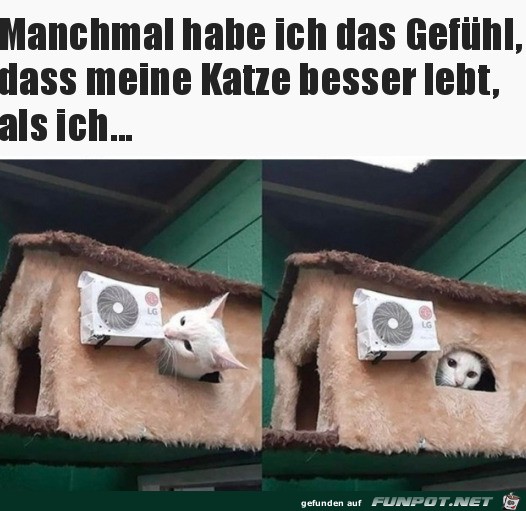 Ein Katzenleben