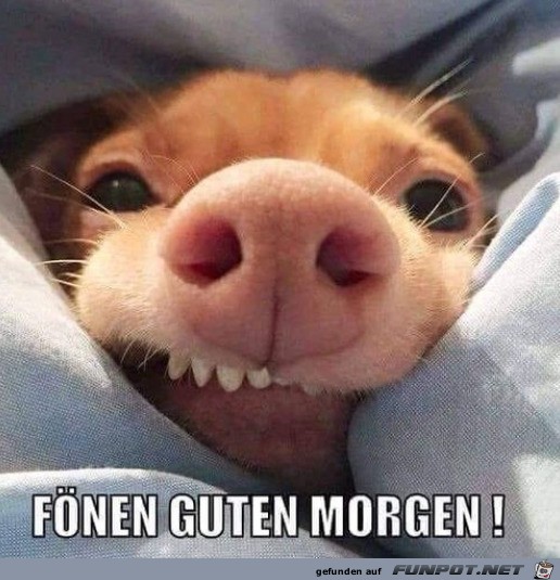 Guten Morgen