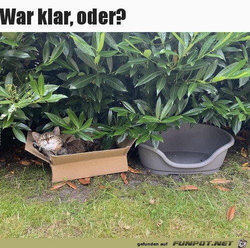 Typisch Katze