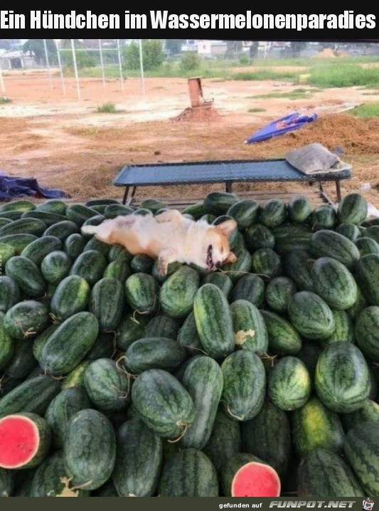 Hund auf Wassermelonen