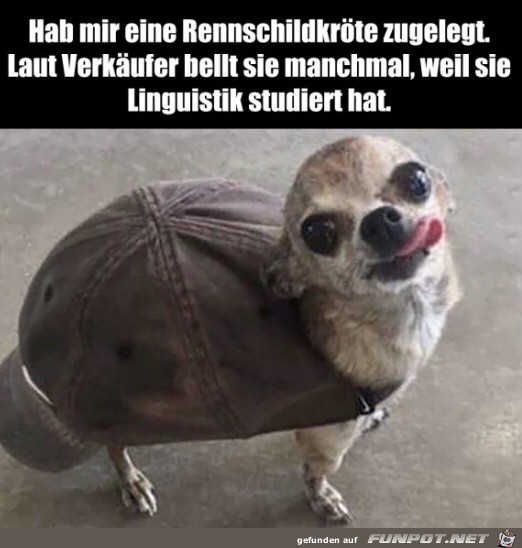 Rennschildkrte