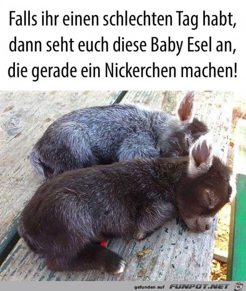 herzige Tierbilder