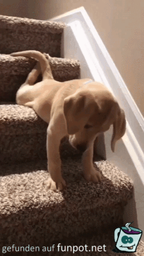 Hund auf Treppe